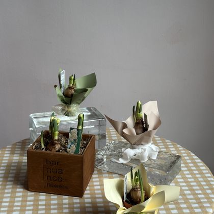 Нарцисс поштучно