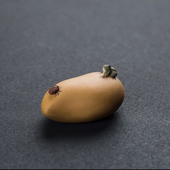 Лягушка на камне