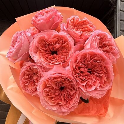 Pink Rose